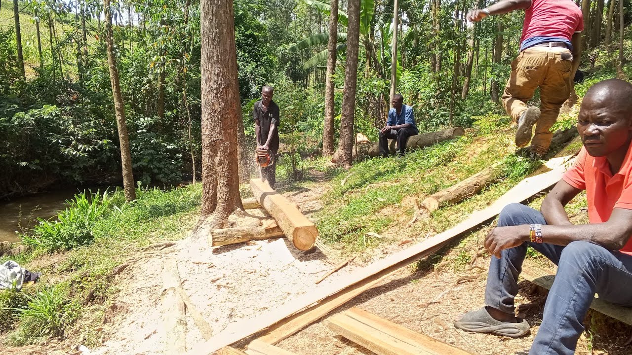 A DAY HELPING LADY MAUREEN IN LOADING OF HER TIMBER'S 