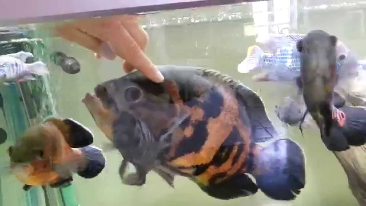 Petting my giant oscar cichlid.