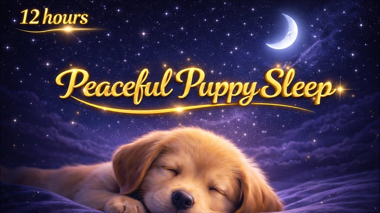 12 Hours of Deep Sleep Music for Dogs 🐶 | Anxiety Relief & Calm Rest