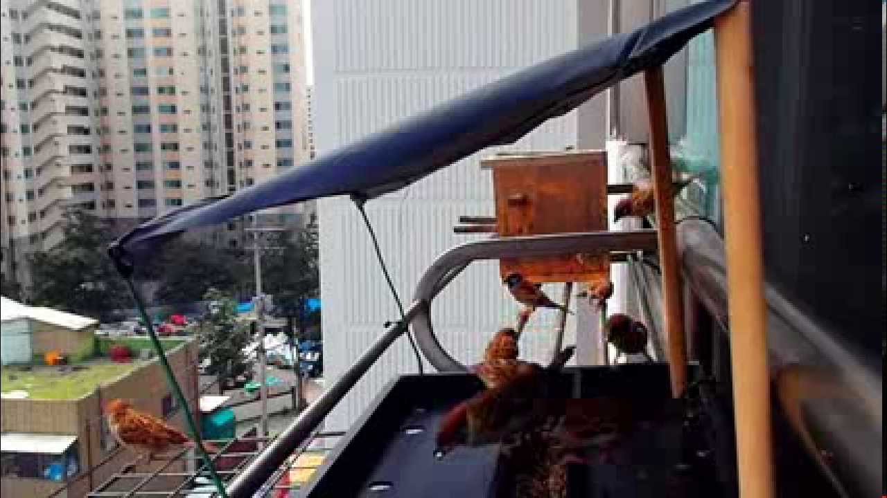 베란다 새모이주기