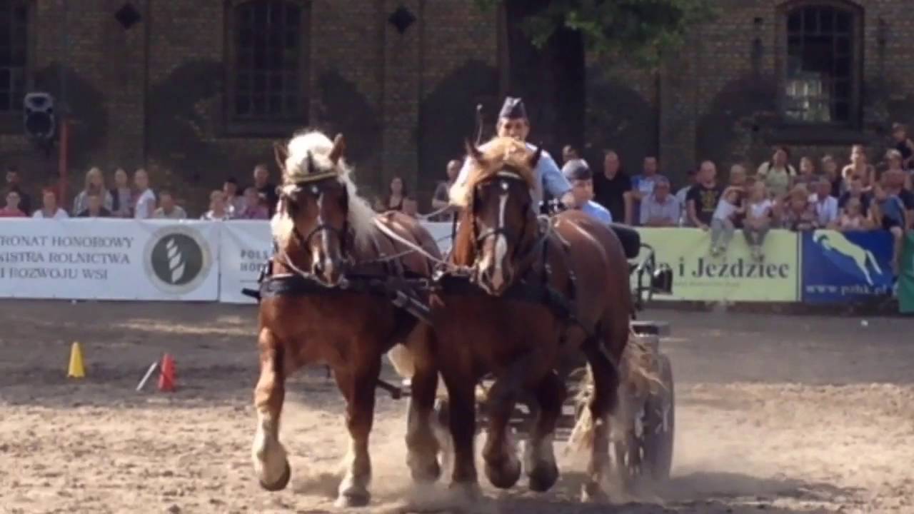 XV Czempionat Koni Zimnokrwistych, Kętrzyn 2016