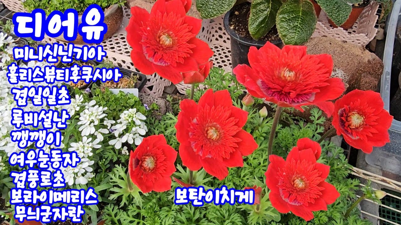 #디어유#신닌기아#홀리스뷰티후쿠시아#수입겹일일초#루비설난#깽깽이#여우눈동자#겹풍로초#보라이메리스#보탄이치게#노랑군자란 
