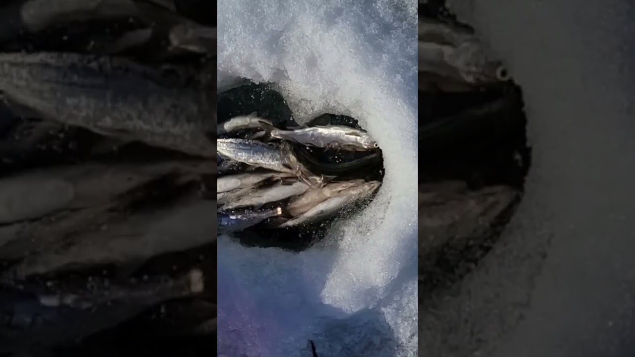 Alaskan Rainbow Trouts in ice fish tank @ Birch Lake, Alaska 얼음 낚시로 잡은 무지개 송어들