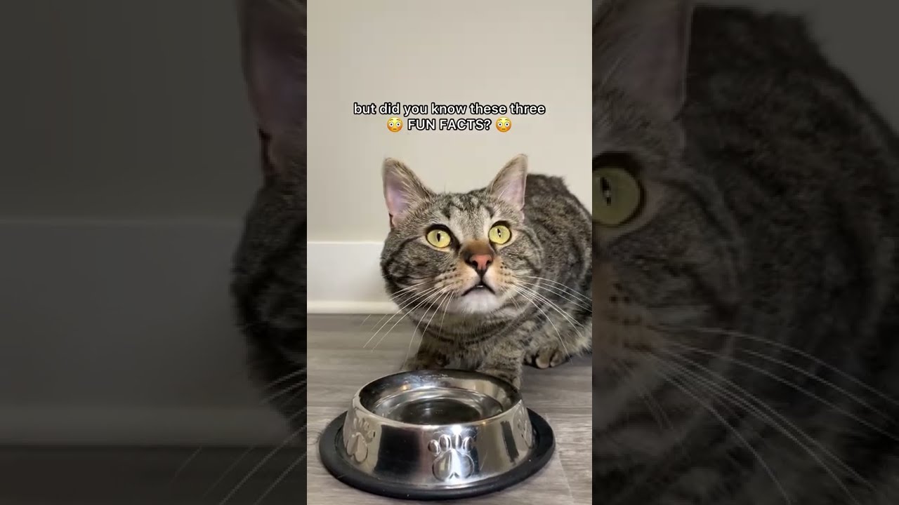 Cat facts (YOU DIDN&rsquo;T KNOW) part 8! 🤩 #shorts