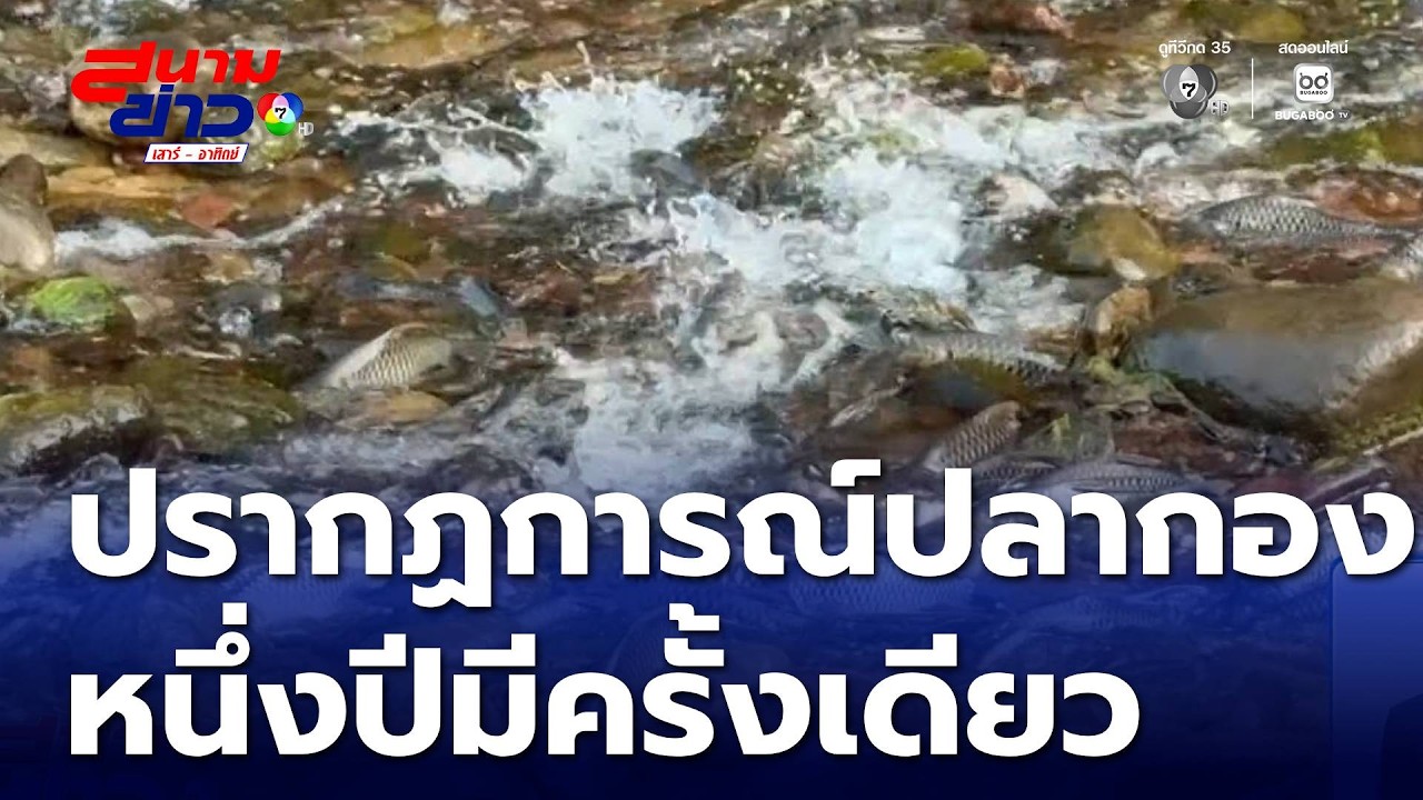 ปีละครั้ง ปรากฏการณ์ปลากอง | สนามข่าวเสาร์-อาทิตย์