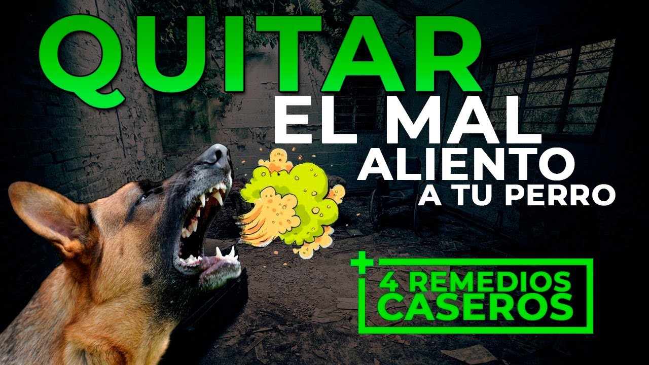 4 REMEDIOS CASEROS para el  MAL ALIENTO de TU PERRO (Fácil y barato)