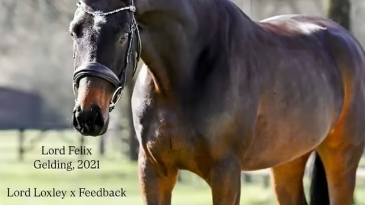 Lord Felix, Gelding (2021) by Lord Loxley x Feedback. Gestüt Sonnenhof. 