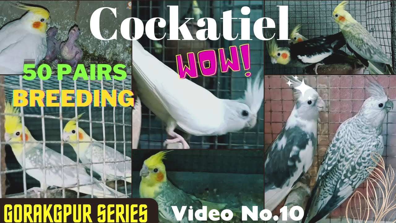Gorakhpur Series # 10/Shanu Bhai का 50 Pairs COCKATIEL Breeding Setup इतने Cockatiel नही देखे होंगे