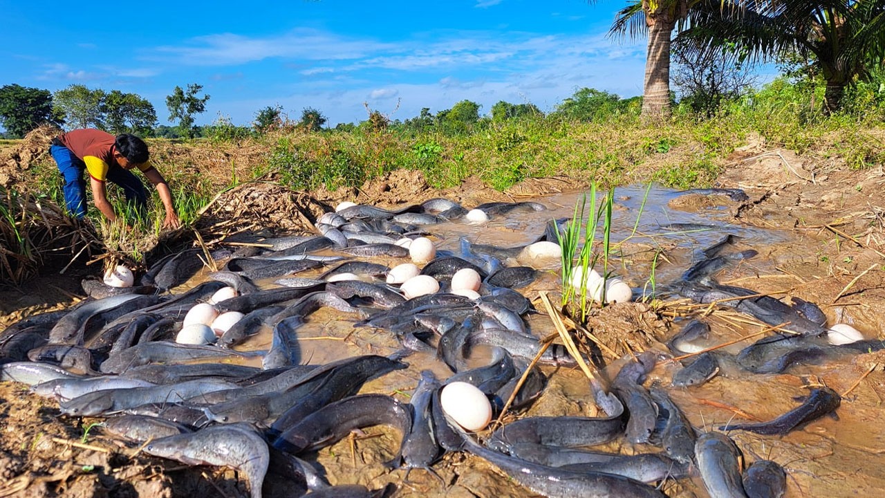 Unique Fishing - catching lots fish and pick eggs duck by hand