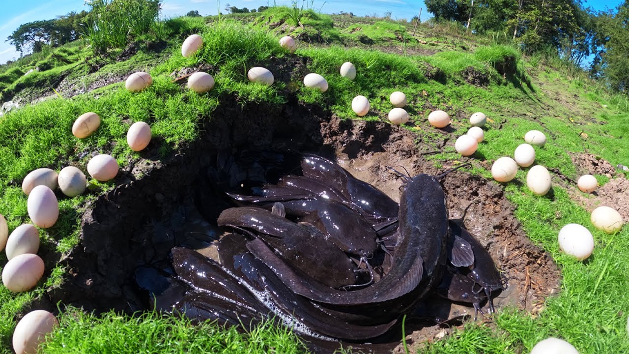 OMG - Amazing fisherman catch a lot of fish and pick eggs by skills hand in a pool