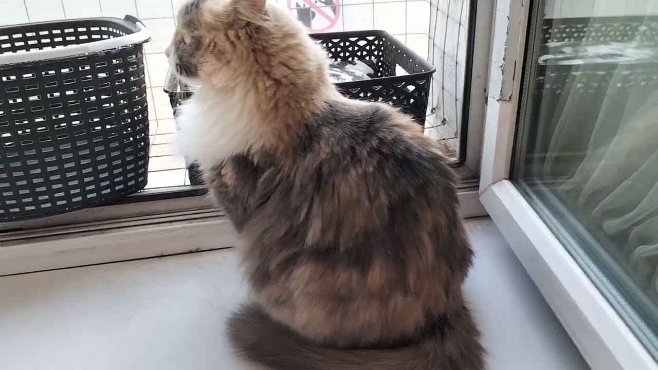 Меховое котокафе.Калуга