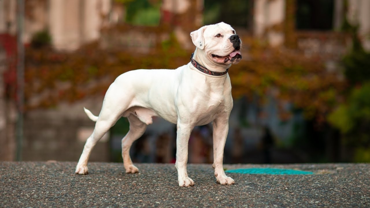 THE AMERICAN BULLDOG - FIGHTING DOG TO CHAMPION?