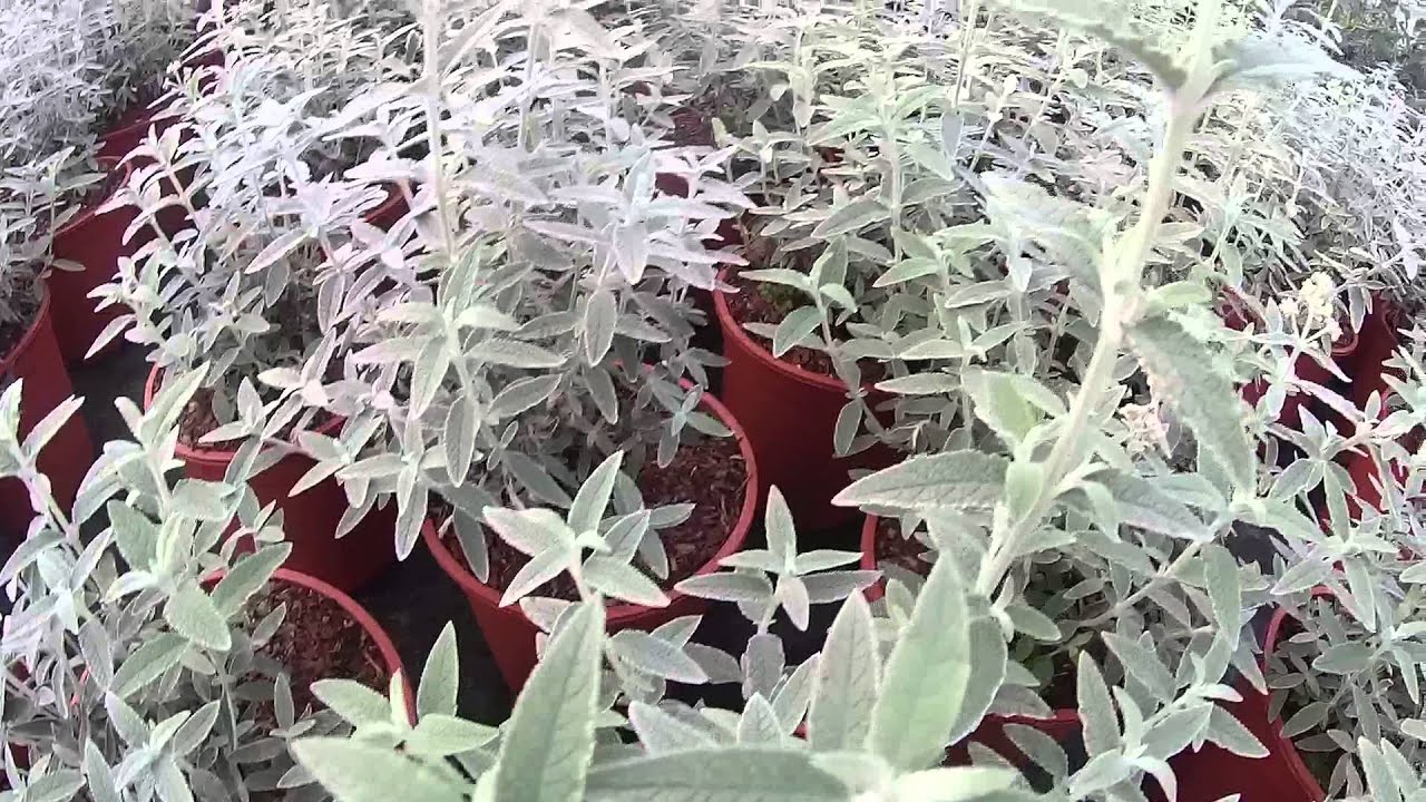 Big Plant Nursery - Buddleja Silver Anniversary