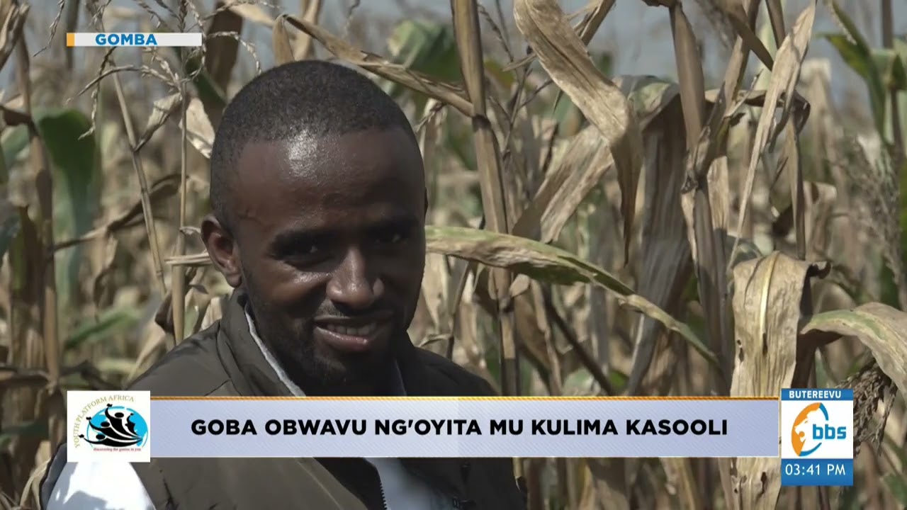 Engeri y'okufuna obugagga mu kulima kasooli n'aba YPA #Olutindo