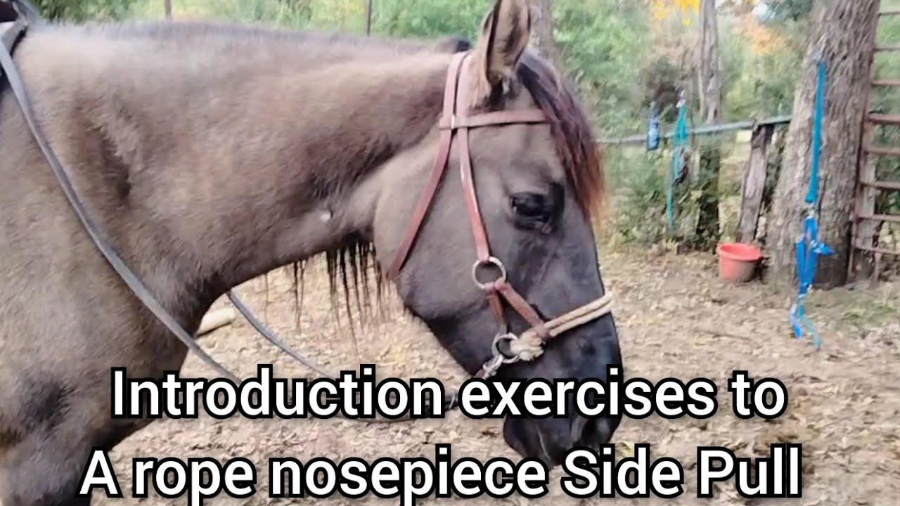 Going Bitless - Introduction exercises to a rope nosepiece sidepull