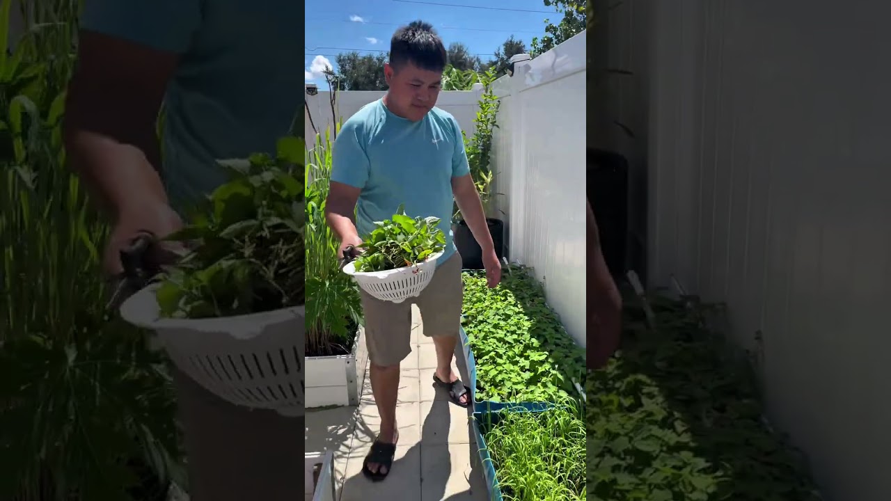 អ្នករដ្ឋFlorida តែងតែបានញាំបន្លែស្រស់គ្រប់រដូវ🇺🇸