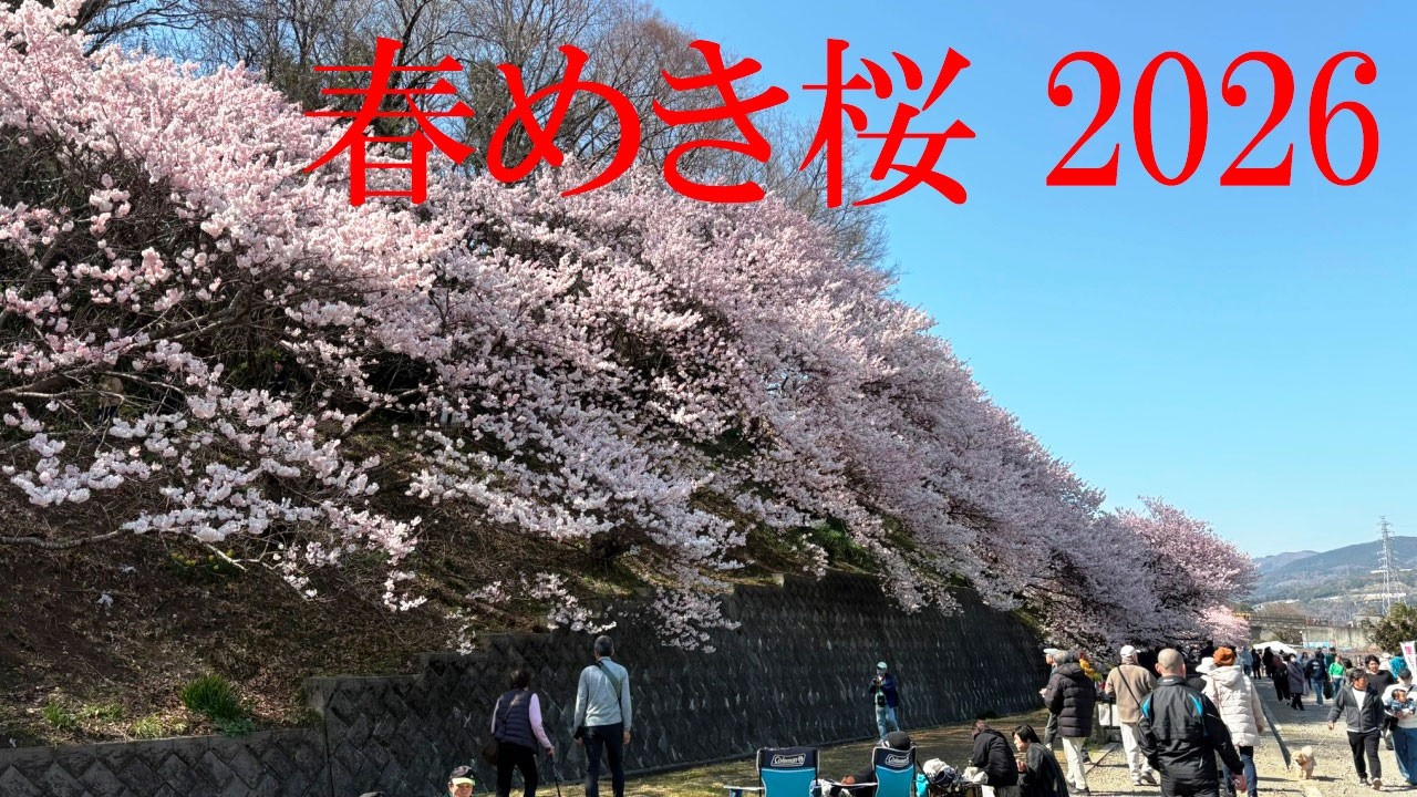 春めき桜 2026