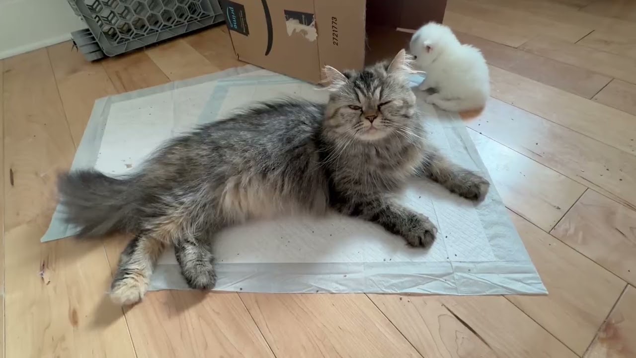 Morning snack for kitten Sam.