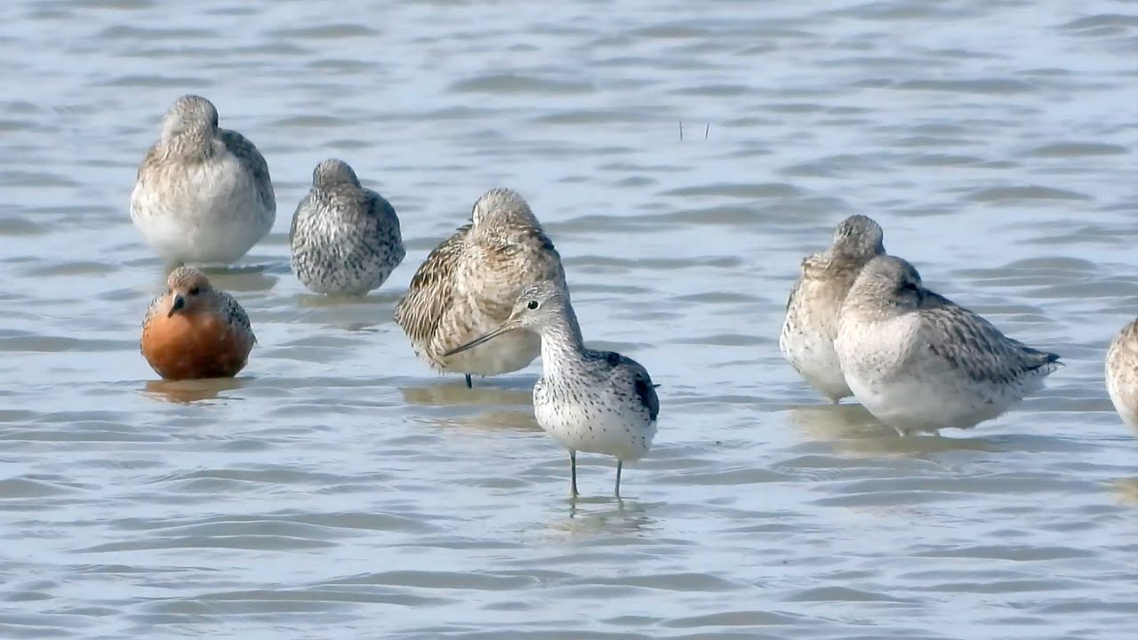 Goldcliff Birding #193 - Greenshank, Garganey,  Red Knot, Barwit  4K