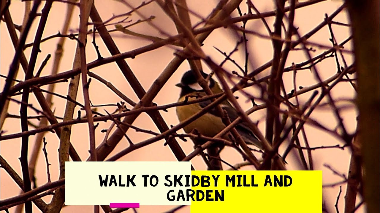 Skidby Mill and beautiful garden visitors