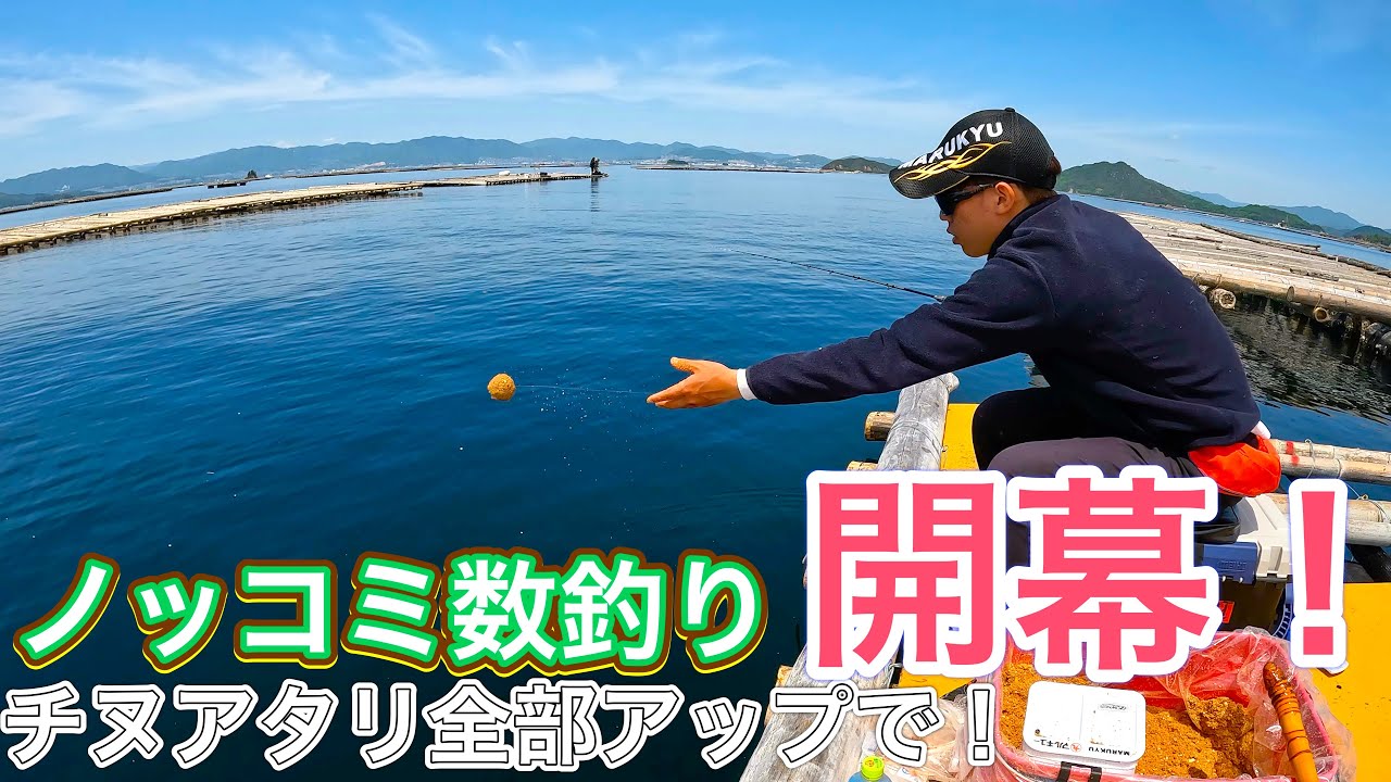 【チヌかかり釣り】#32 広島湾の本領発揮❗️さくら渡船にてノッコミ数釣り