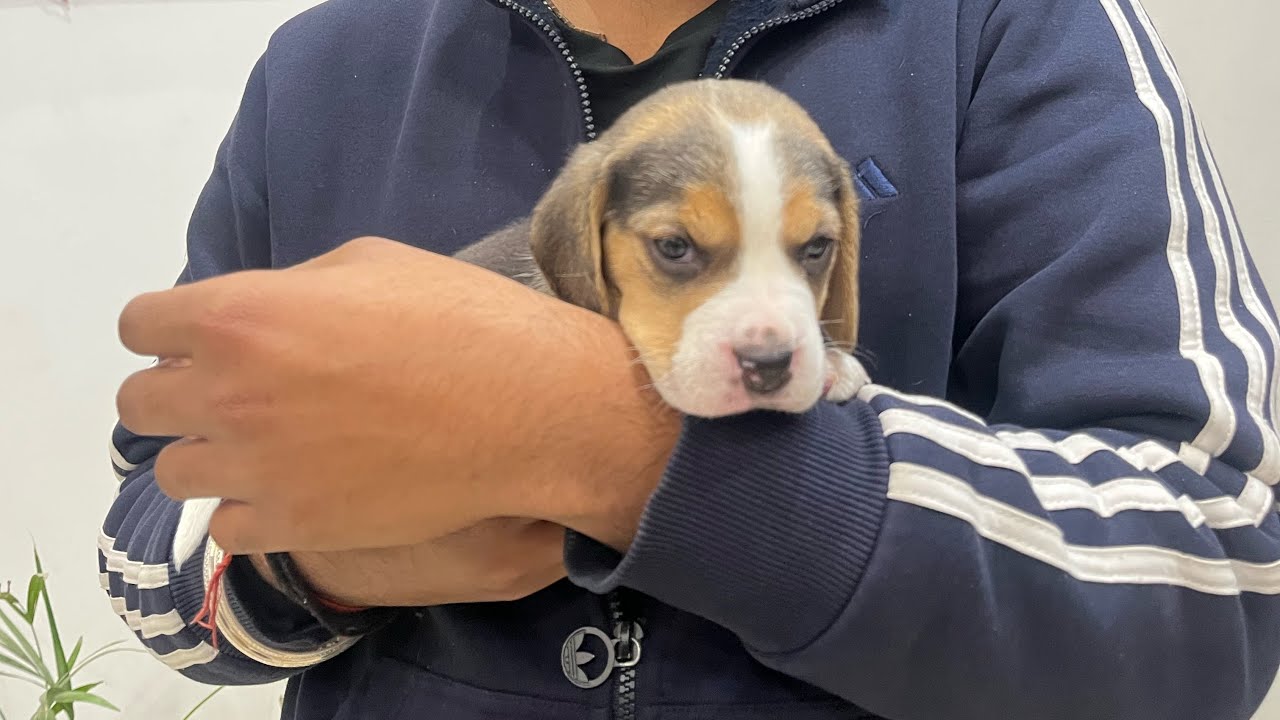 Meet the new member of our family 🦮❤️