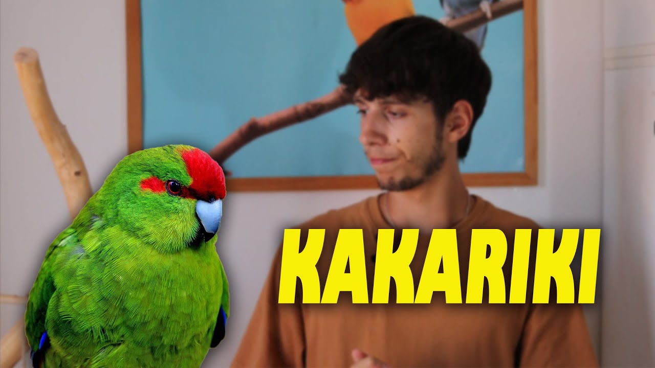 Cosa Ne Penso del KAKARIKI fronte rossa