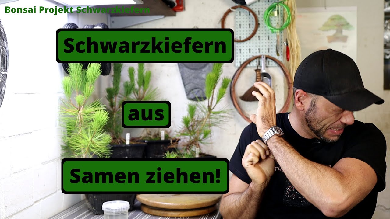 Schwarzkiefer 
