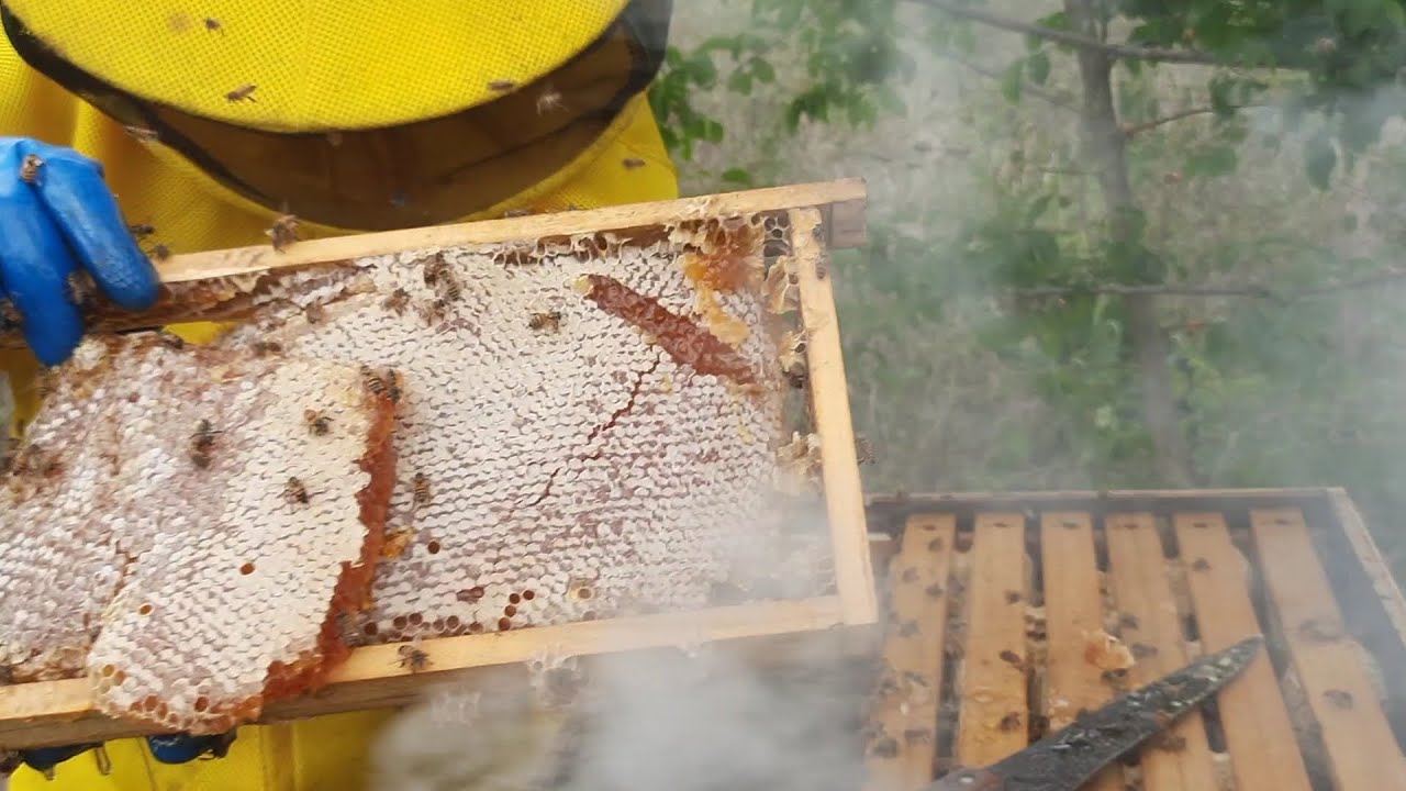 Primeira colheita de mel de 2024 , duas  colmeias  rendendo 25 litros de mel  🐝🐝🐝