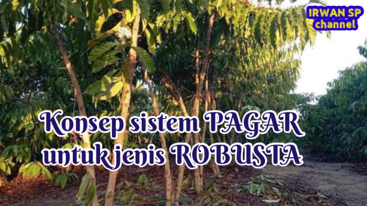 Konsep sistem pagar untuk ROBUSTA