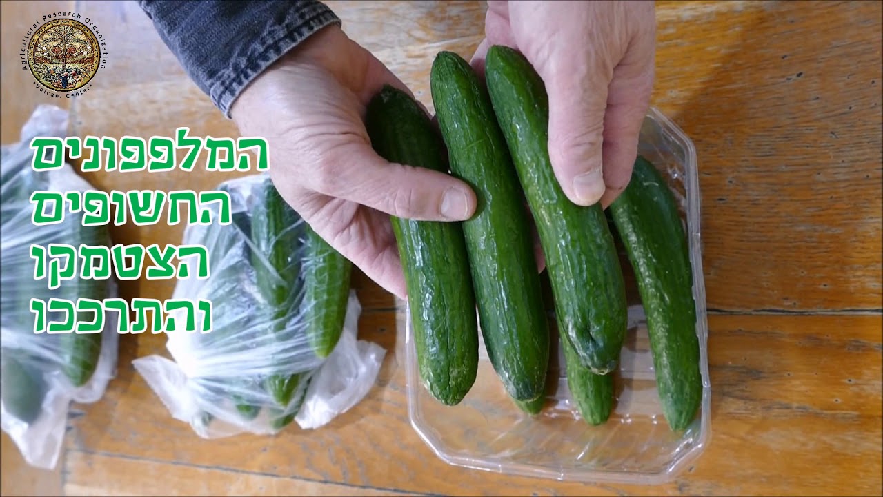 כיצד לשמור ירקות ופירות במקרר הביתי?