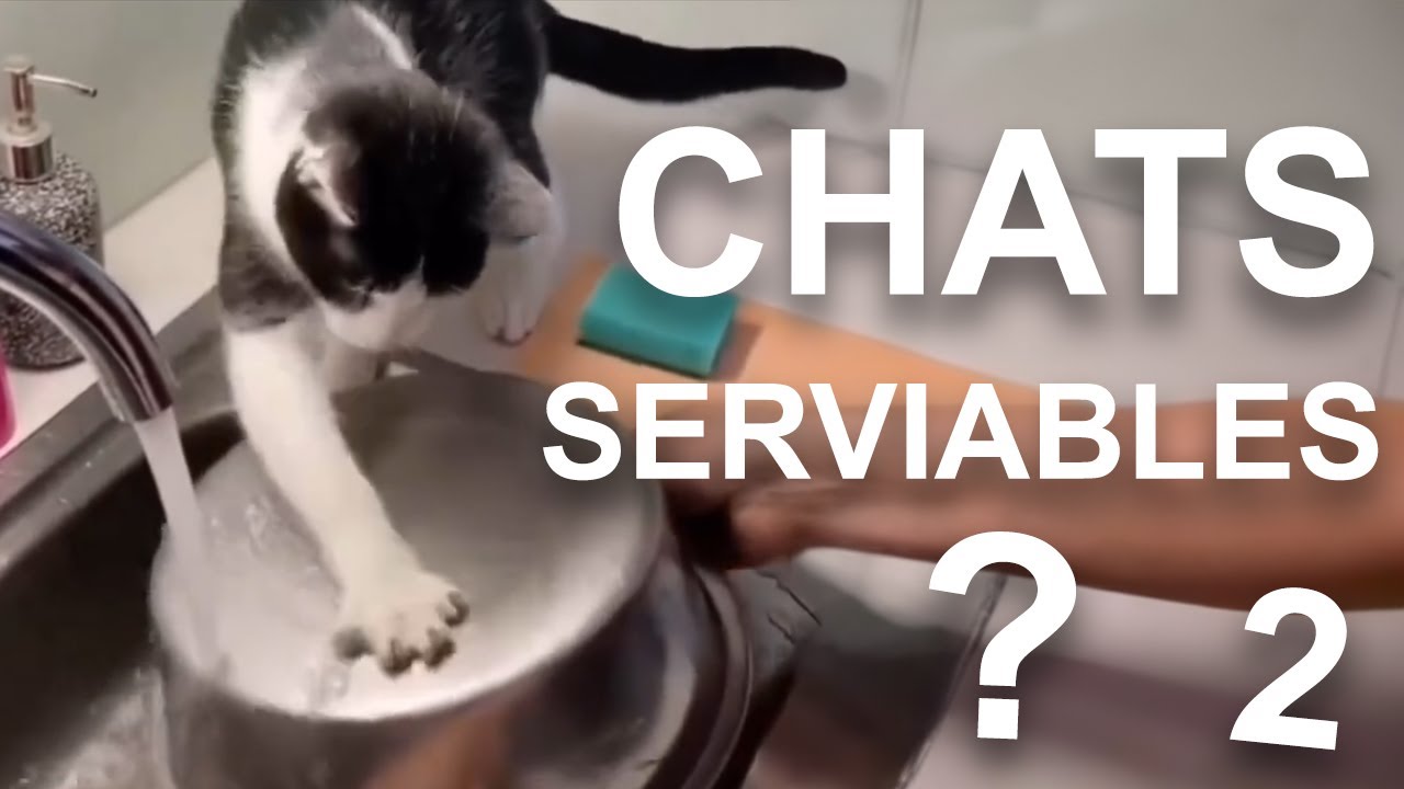ET SI LES CHATS ÉTAIENT SERVIABLES ? 2