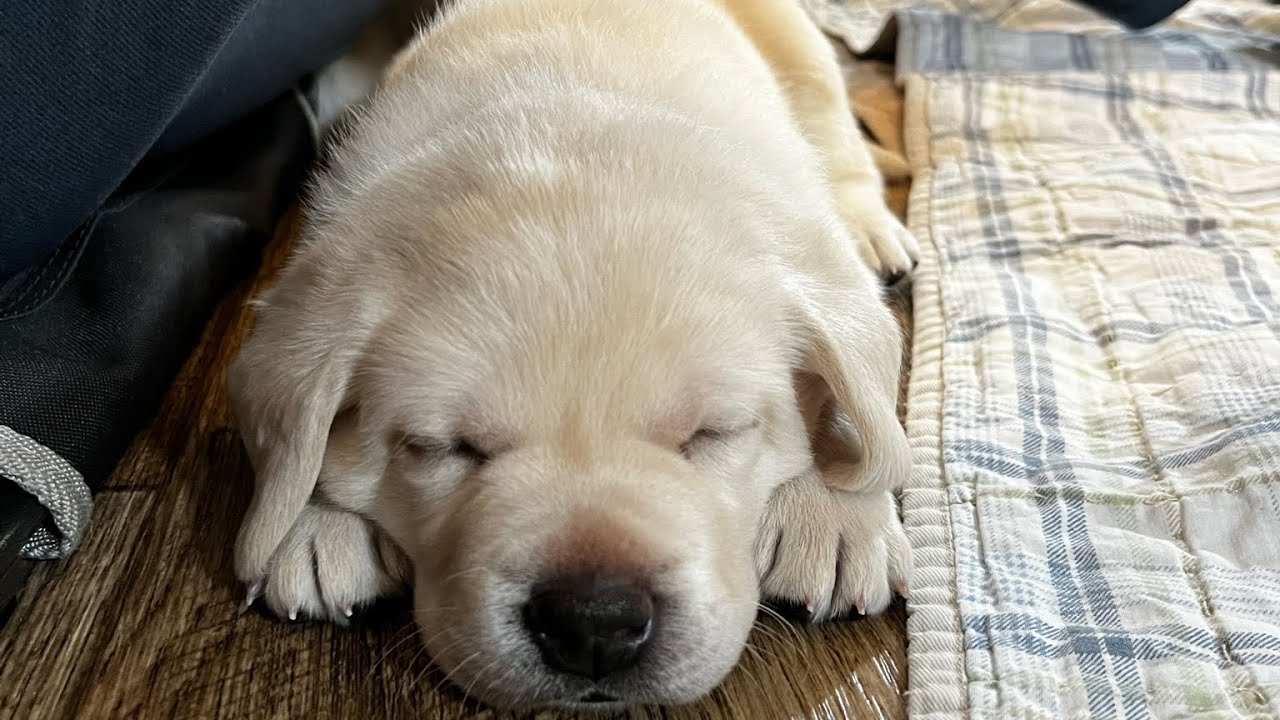 Livestream REPLAY: Lab Puppies Rudolph, Frosty, and Buddy the Elf Play & Wrestle #labrador #puppy