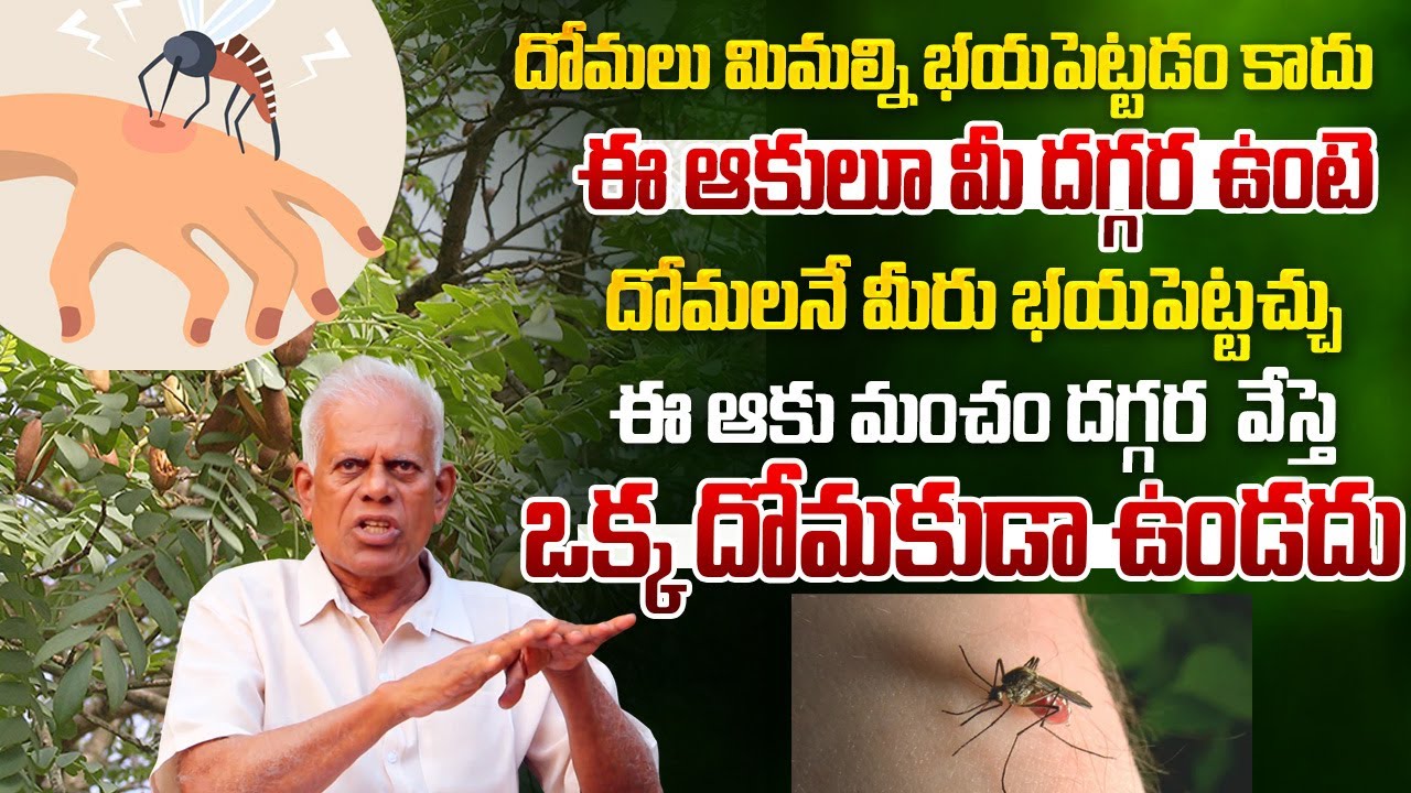 ఈ ఆకుతో ఇలా చేస్తే మీ ఇంట్లో ఒక్క దోమ కూడా కనిపించదు | how to get rid of mosquitoes | health tips