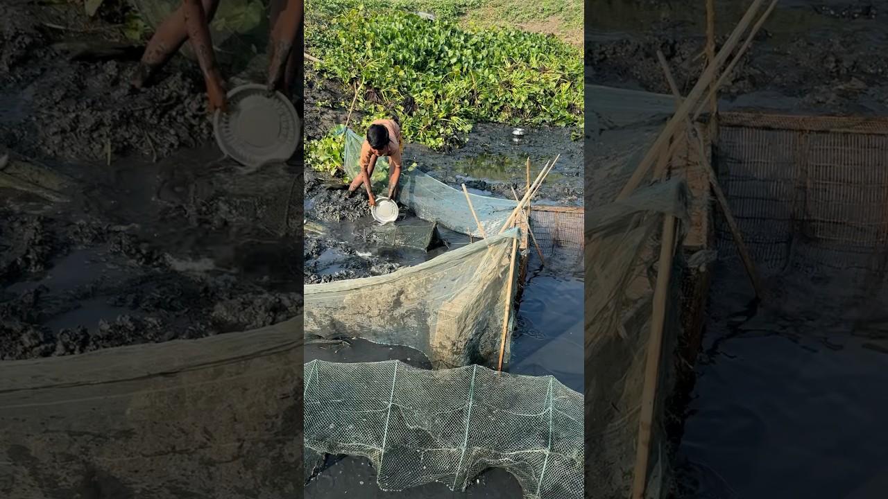 Asian village fishing #shorts