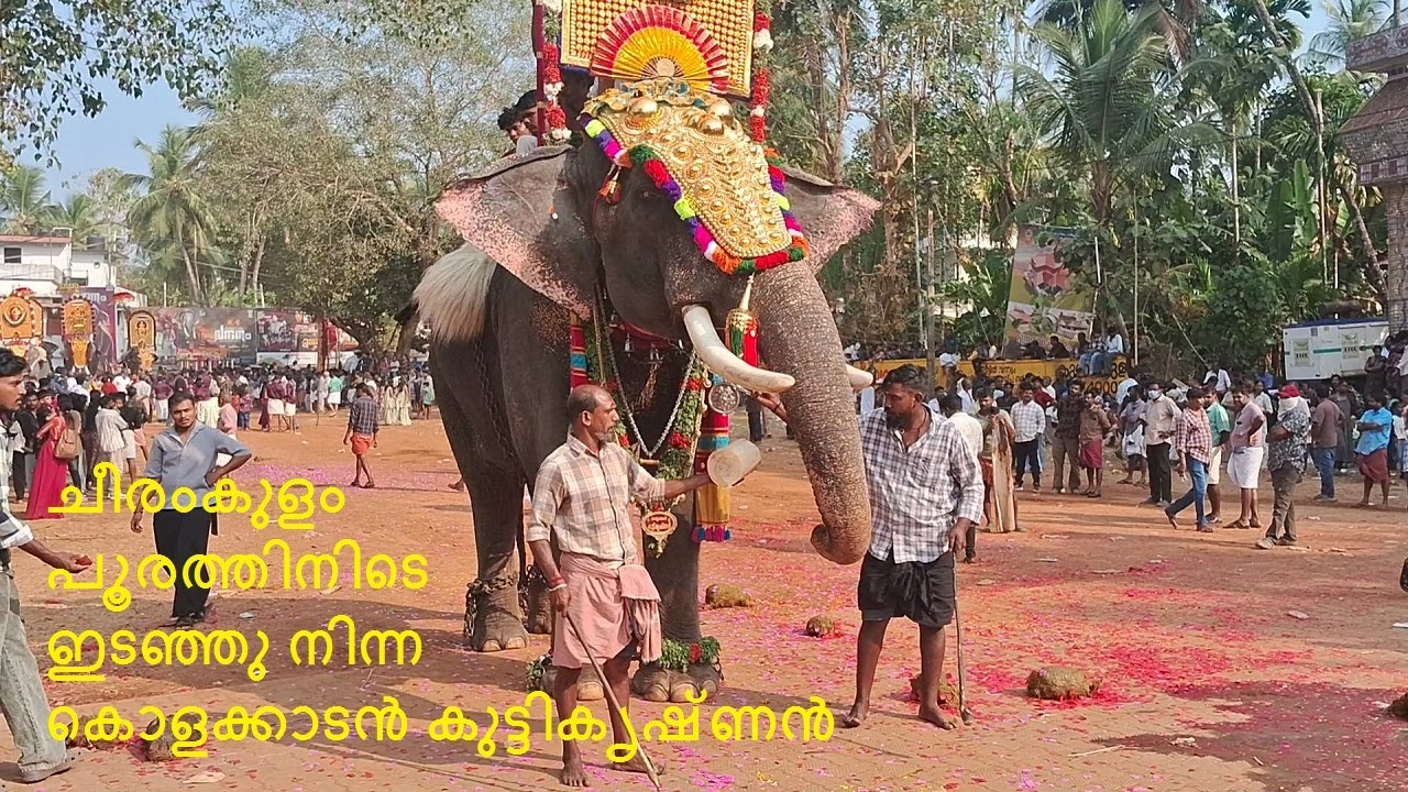 ചീരംകുളം പൂരത്തിനിടെ ഇടഞ്ഞു നിന്ന കൊളക്കാടൻ കുട്ടികൃഷ്ണൻ | cheeramkulam pooram 2026 | cheeramkulam
