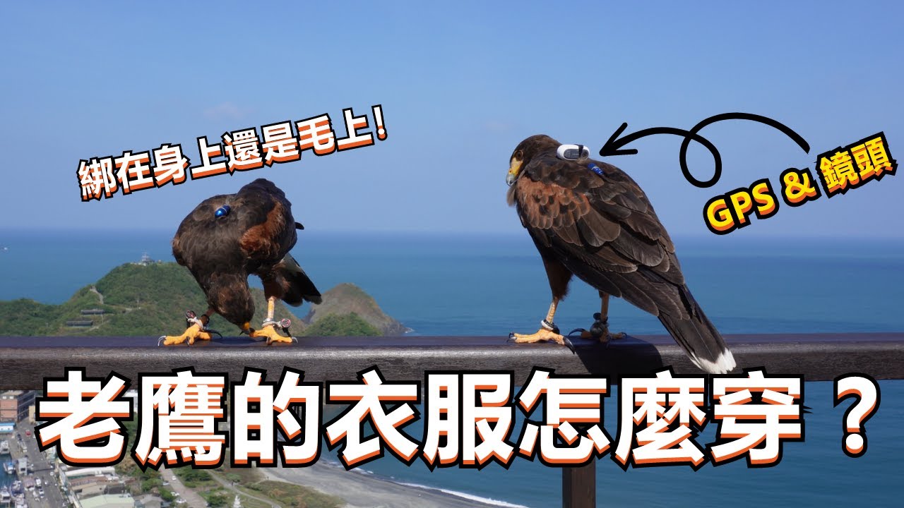 【老K探討】｜Hawk TrackPack｜如何幫老鷹穿衣服！衣服需要多久換一次？猛禽專屬的鷹具用品！