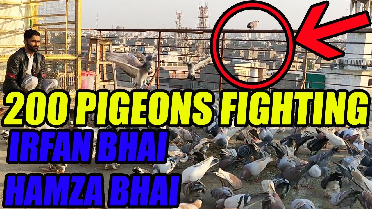 Pigeons Fighting 200 Desi Pigeons Loft | Brother Irfan & Hamza | Kabootar Larrayya Hunting Capture