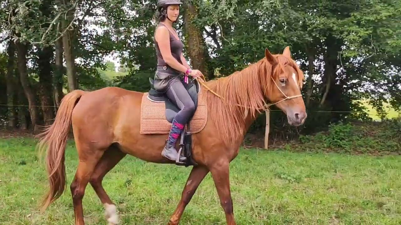 Passage Savoir 5 éthologique - Filou, trotteur (8 ans) et Marlène (x ans🤗)
