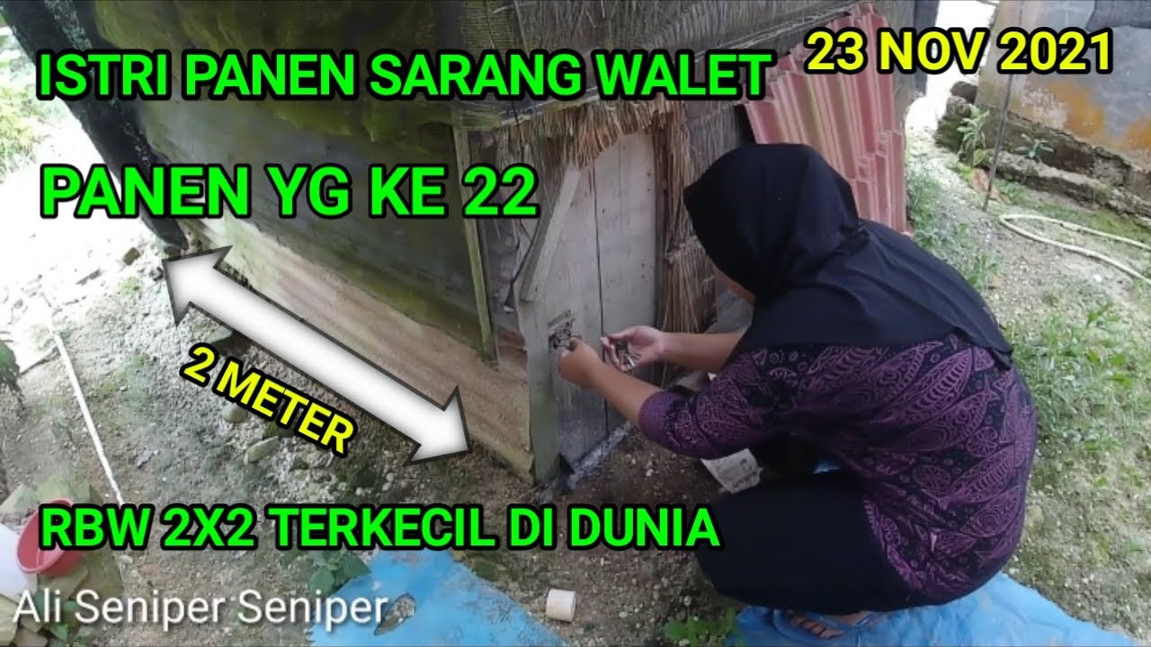 panen sarang walet ke 22 RBW paling sederh terkecil di dunia 23 November 2021