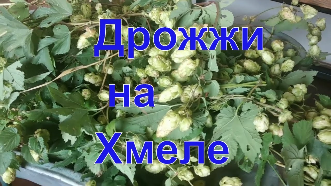 Варим пиво. Подготовительный этап 1. Ставим дрожжи.