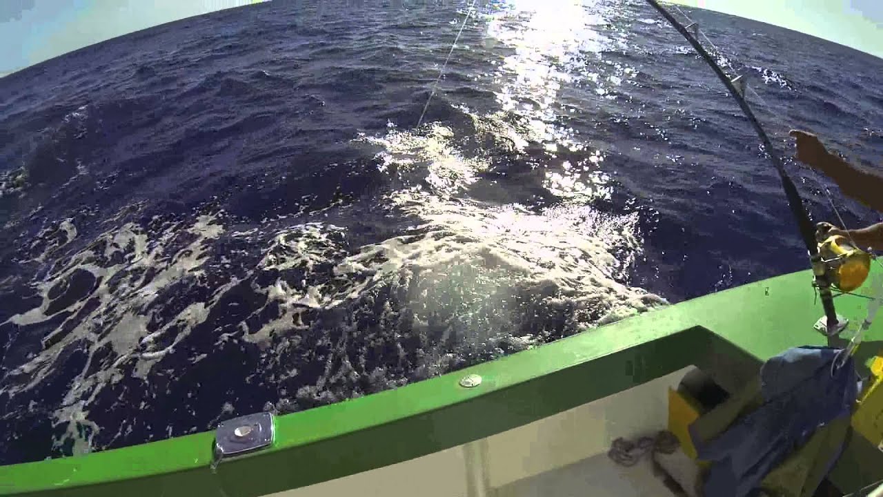 Blue Marlin