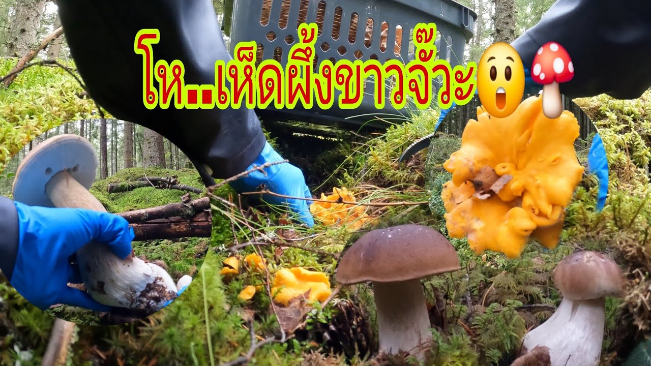 เห็ดผึ้งหวานป่านี้สวยมาก😲🍄 