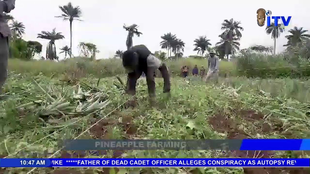 Davidorlah Engages 50,000 Workers, Cultivates 50,000 Hectares, Set To Export Produce