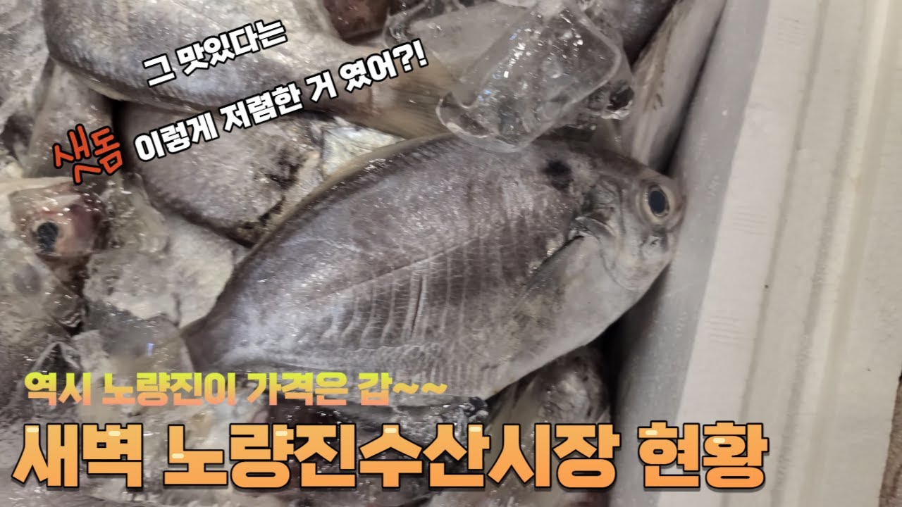 그 맛있다는 샛돔 이렇게 저렴한거 였어?!새벽 노량진수산시장 현황!!