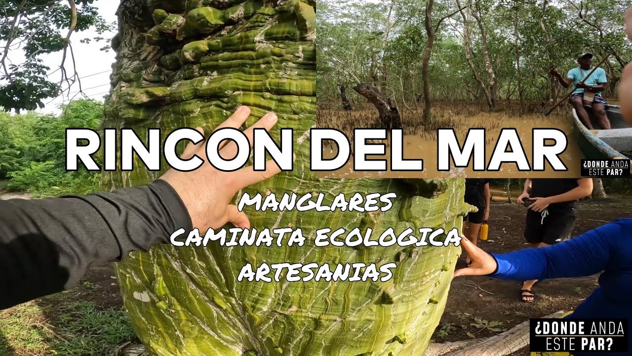 RINCON DEL MAR🏝️MANGLAR, CAMINATA ECOLOGICA Y ARTESANIAS