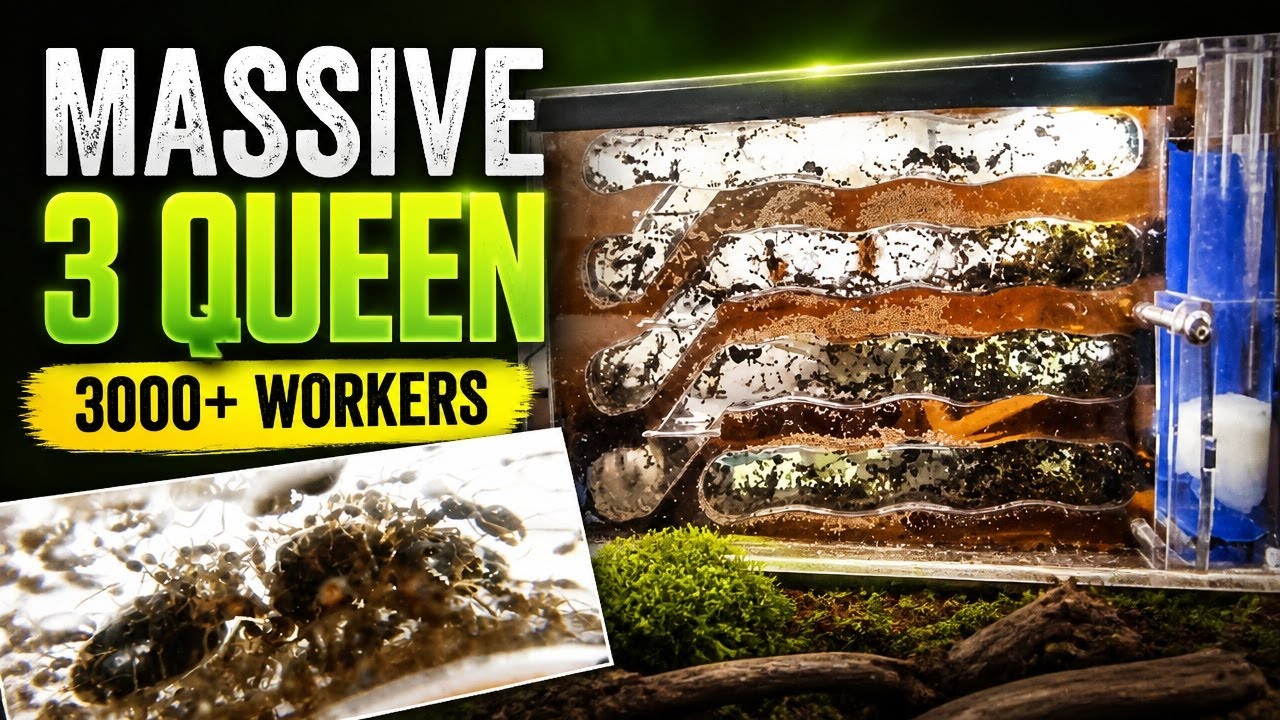 Keeping Carebara diversa - MASSIVE 3 Queen 3000+ Worker Colony Two Months of Updates