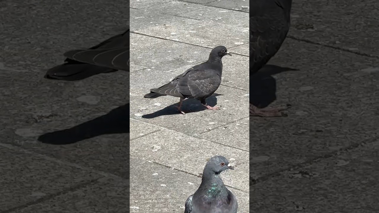 Young Pigeon #pigeons #pigeon #pigeonlover #rockdove #columbalivia #columbidae #pigeonlovers