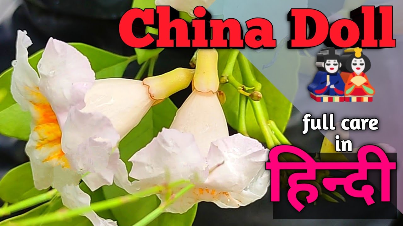 China Doll / Asian Bell Tree full A to Z care in Hindi