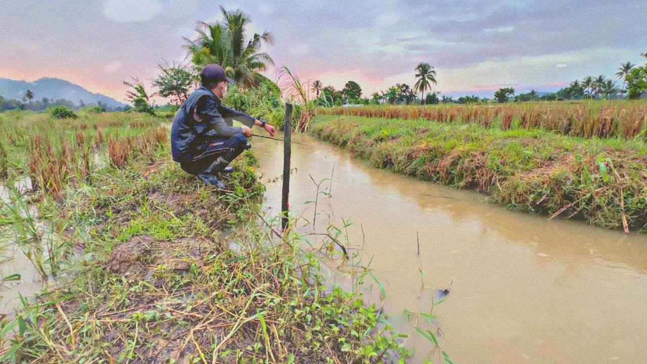 Mancing diterpa hujan strike berbagai macam ikan panjang mahal & jaer warna merah🤤🥰